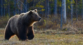 В Никольском районе был замечен бурый медведь