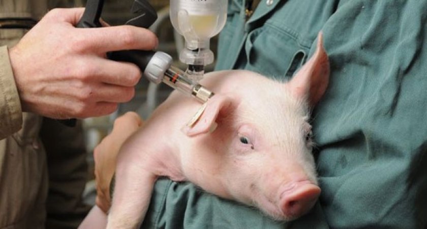 В Пензенской области обнаружили три очага африканской чумы свиней