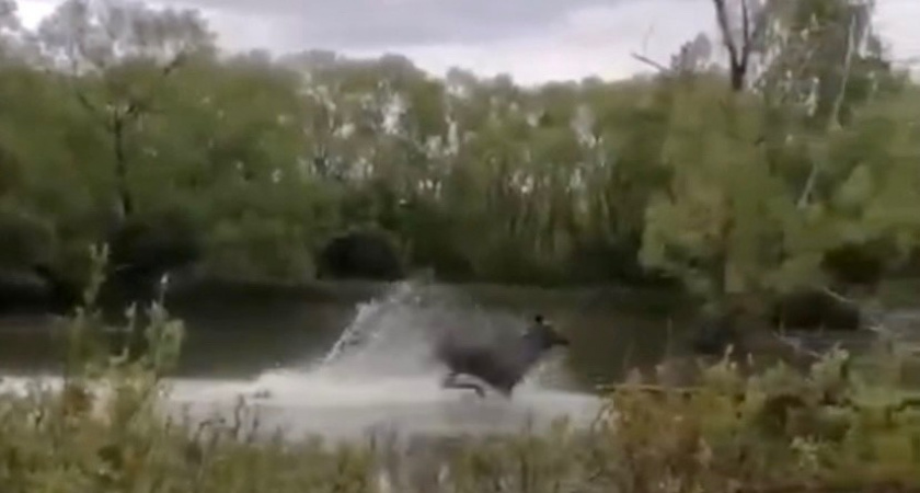 В Пензенской области сняли на видео, как лось резвится в воде