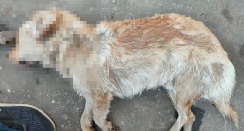 В Никольске расследуют гибель собак, которых расстреляли при отлове 