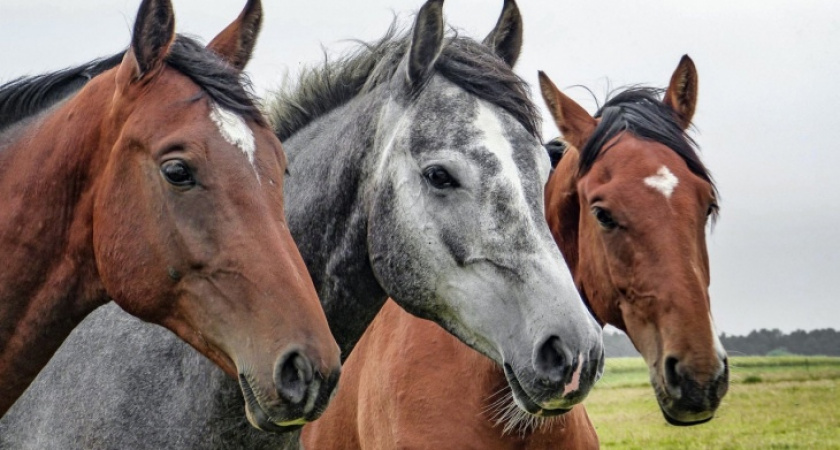 В Пензенском районе похитители лошадей ответят за кражу перед судом