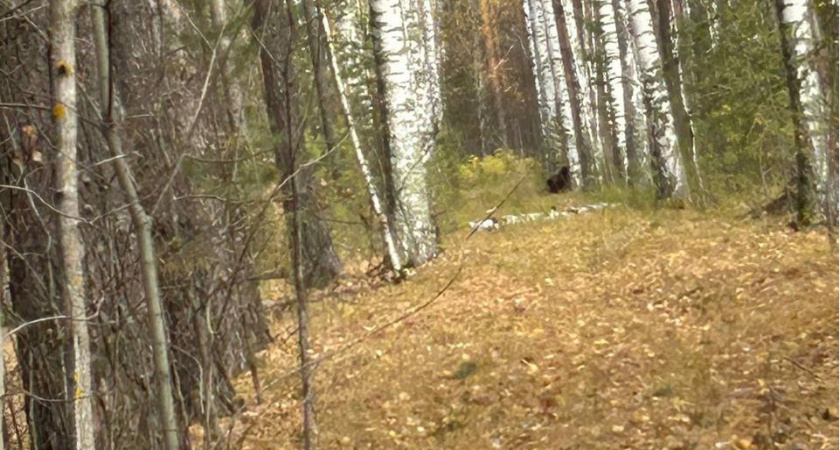 Жители Кузнецка во время прогулки по лесу увидели медвежонка и смогли запечатлеть его