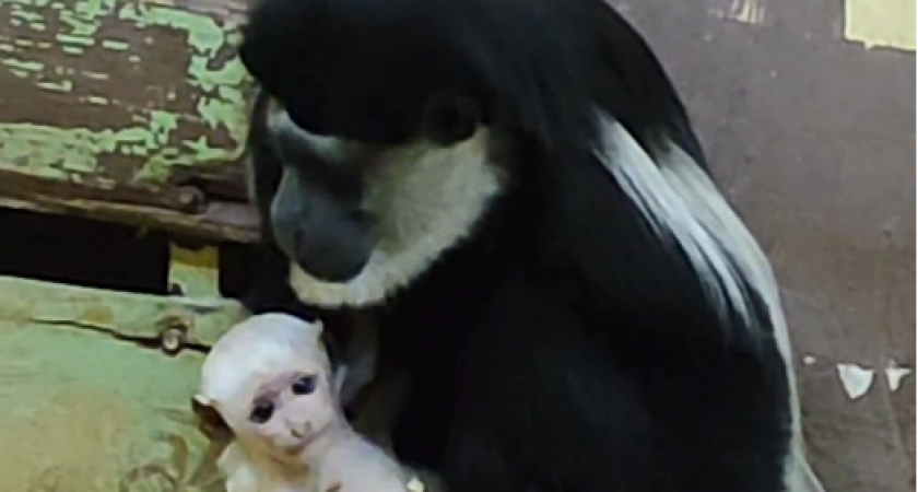 В Пензенском зоопарке у восточных колобусов родился малыш 
