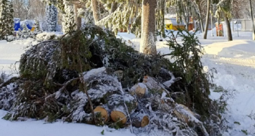 В пензенском парке Белинского сильный ветер сломал 100-летнюю ель