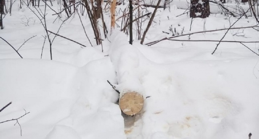 В Пензенской области вынесен приговор лесорубу за незаконную вырубку деревьев