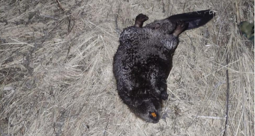 В Бессоновском районе браконьер убил самку бобра