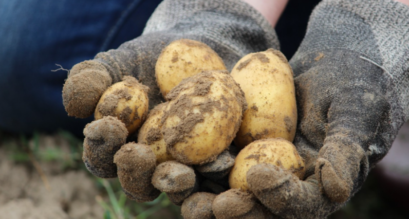 Россиян оставили без "второго хлеба": за посадку картошки на даче будут безжалостно штрафовать