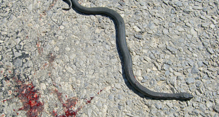 Пензенцы массово истребляют змей на участках