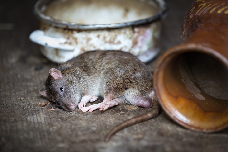 Мусорку около пензенского супермаркета атаковали крысы - видео