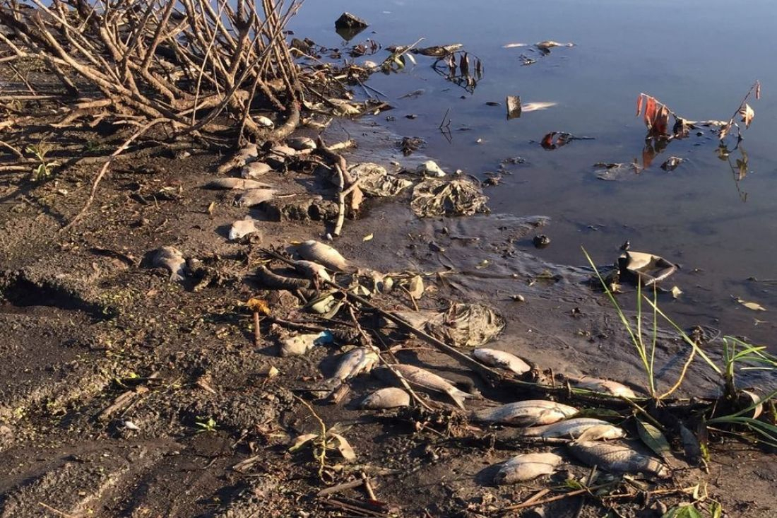 В Пензенской области рыбаки рассказали о «страшном заморе» на пруду