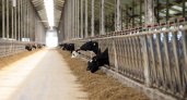 В Пензенской области за 8 месяцев произвели 237,8 тыс. тонн молока