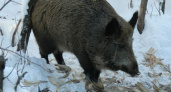 В Пензенской области завершился сезон охоты на пушных и копытных животных