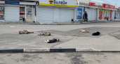 Жители Пензенской области смогут пожаловаться следователям на бездомных собак