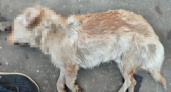 В Никольске расследуют гибель собак, которых расстреляли при отлове 