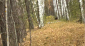 Жители Кузнецка во время прогулки по лесу увидели медвежонка и смогли запечатлеть его