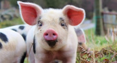 В Мокшанском районе была выявлена африканская чума свиней