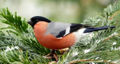 Пензенцам предложили делиться фотографиями зимующих птиц для исследований 