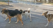 Жителей улицы Краснова терроризируют стаи бродячих собак