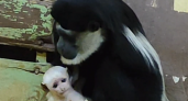 В Пензенском зоопарке у восточных колобусов родился малыш 