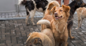 В Пензе агрессивные собаки покусали детей: вызванные специалисты не смогли поймать животных 