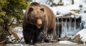  В Пензенской области зафиксировано обитание десяти бурых медведей