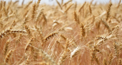  Пензенская область в 2023 году экспортировала более 76 тысяч тонн зерна