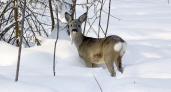 В Пензенской области браконьеры убили 7 косуль и 2 кабанов