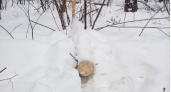 В Пензенской области вынесен приговор лесорубу за незаконную вырубку деревьев