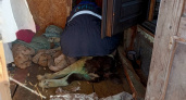 Пензенские спасатели вытащили, застрявшую в половицах дома, собаку 