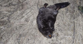 В Бессоновском районе браконьер убил самку бобра