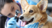 Tele2 предлагает застраховать домашних животных с новой услугой «С заботой о питомце»