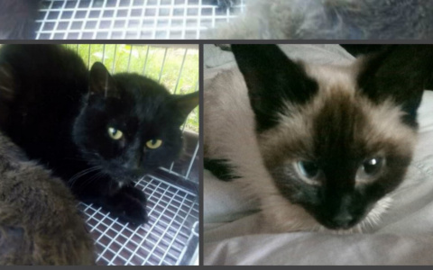 Шесть кошек пензенского музыканта приговорили к мучительной смерти