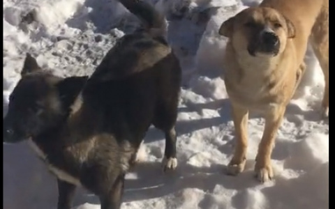 "Страшнее человека зверя нет": жители Пензенской области обсуждают тирана, который заживо засыпал снегом собак
