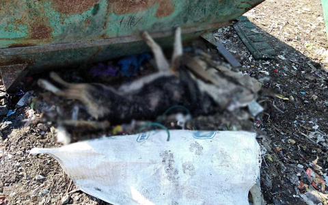 "Это зверство": жители Пензенской области жалуются на выброшенные трупы собак