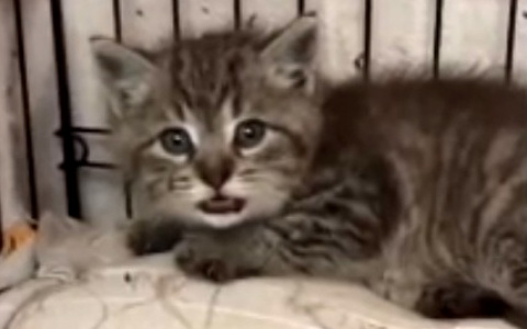 Котенок Фитилек рычит на людей, потому что его поджигали дети – видео