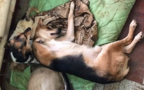 Собака Казанова: как галантный пес ухаживает за дамами в Пензе - видео