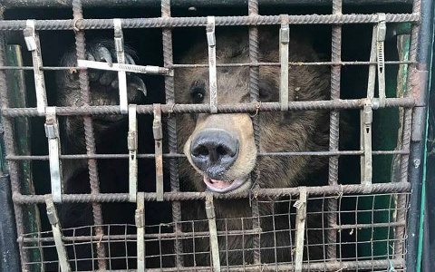 "Медведица бьется головой о клетку": в Челябинске вскрыли "пазик", полный диких животных из Пензы