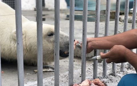 В Пензенском зоопарке медведя приучают чистить зубы