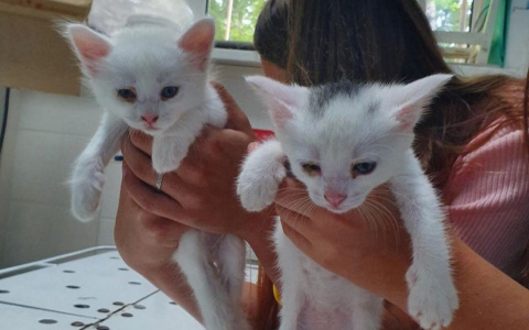 "Запихали в забор и в бутылки": пензенцы спасли котят от мучительной смерти