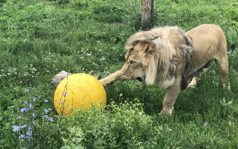 В Пензе львы с бизонами играют в футбол