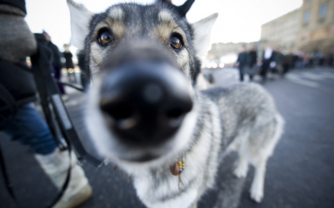 "Эти породы представляют угрозу": пензенцам рассказали, какие собаки опасны для человека