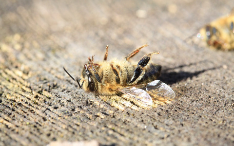 В Пензе пенсионерка, вернувшись домой, нашла мертвых пчел