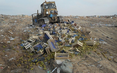 В селе Чемодановка Пензенской области уничтожили 15 тысяч груш
