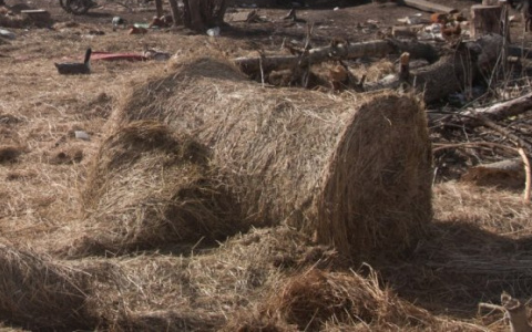 Жительницу Пензенской области жестоко избили за охапку сена
