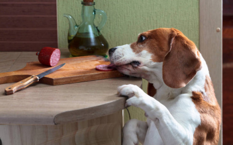 Кормление со стола может убить собаку любого пензенца - рассказываем, как этого избежать