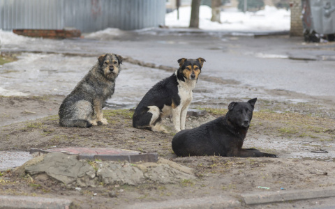 Стаи голодных собак пугают жителей Пензенской области