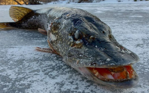 В Пензенской области рыбаки поймали «монстра»