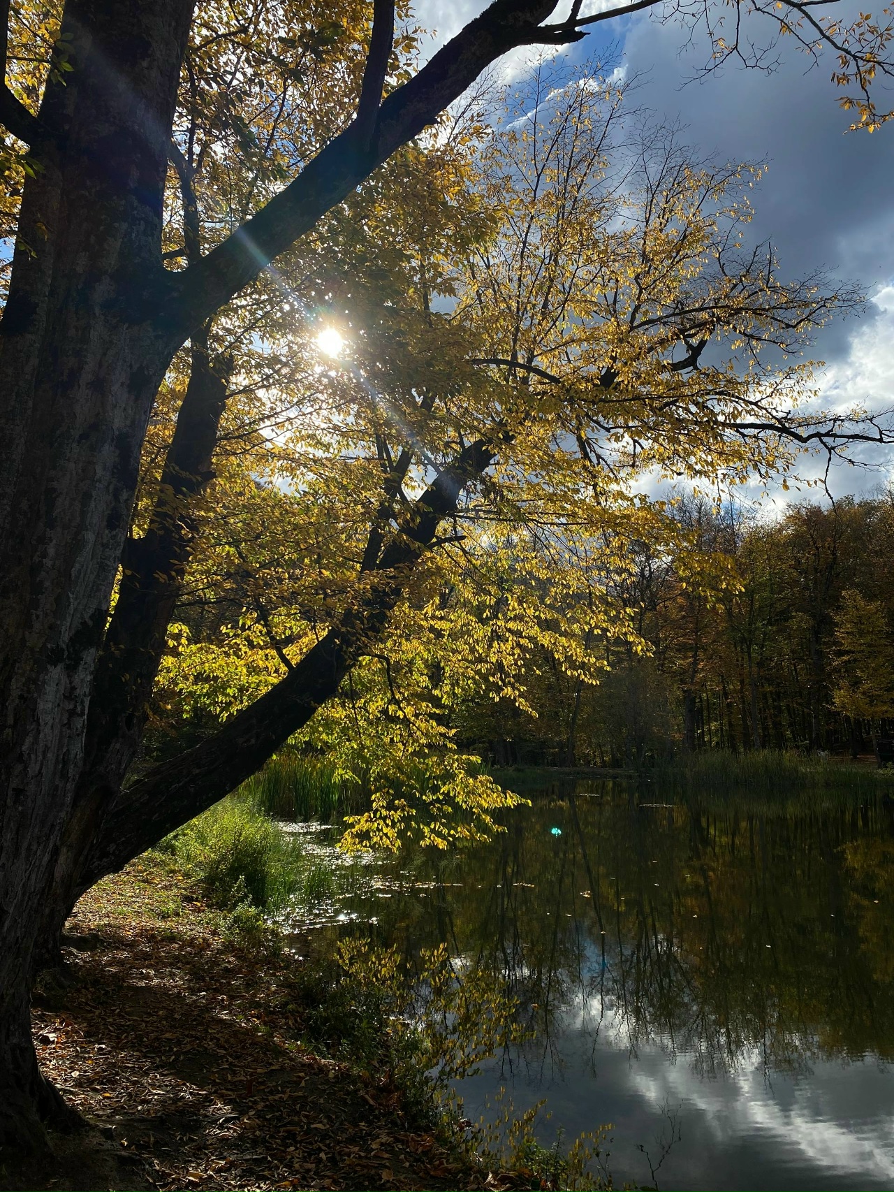 ����: progorod58.ru