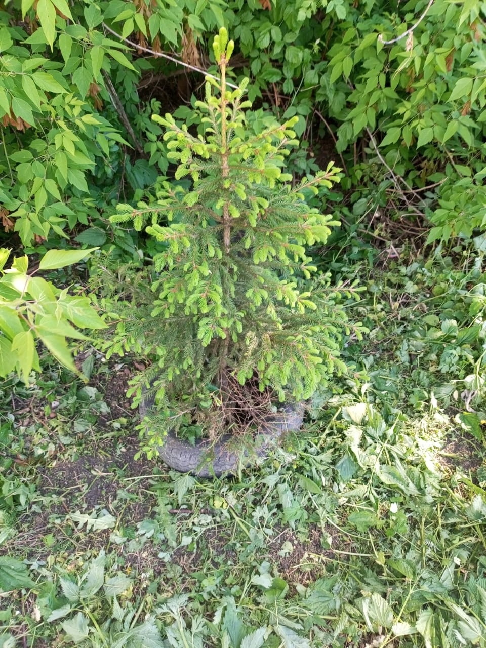  ������ ����-��������� �������� ���������� ��� 