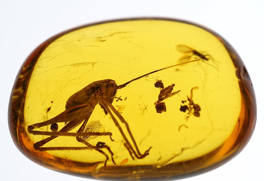 Доисторические насекомые в янтаре — 2